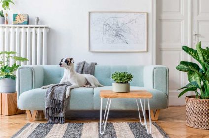 A dog sitting on top of a blue couch.
